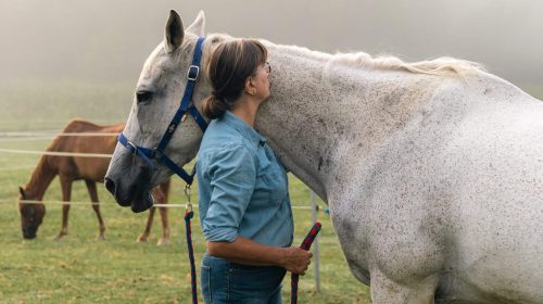 raindrim_the_healing_power_of_horses